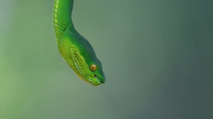 Die Weißlippen-Bambusotter ist eine giftige Grubenotter, die in Südostasien endemisch ist und oft nachts auf einem Ast oder Zweig eines Baumes in der Nähe eines Gewässers mit reichlich Beutetieren wartend gefunden wird