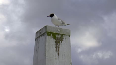 una gaviota de cabeza negra sobre un bolardo