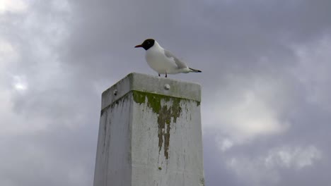 a black-headed gull on a bollard