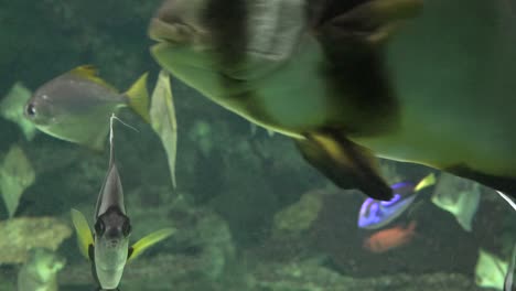 acuario o acuario