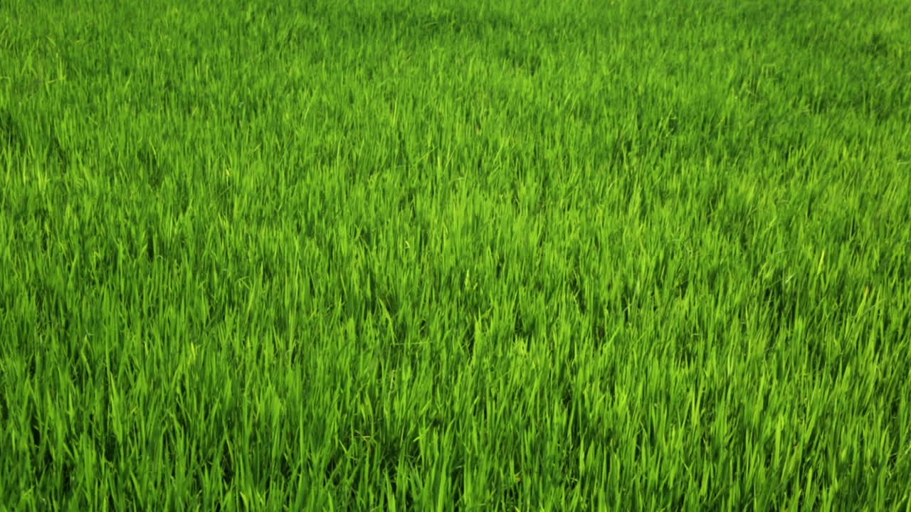 brotes jóvenes de arroz.