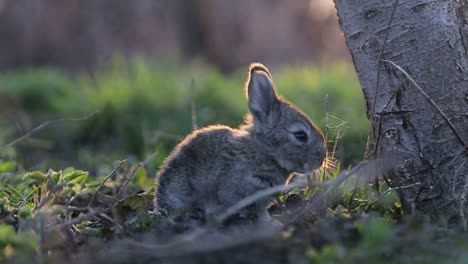 cute young rabbit bathed in golden sunlight