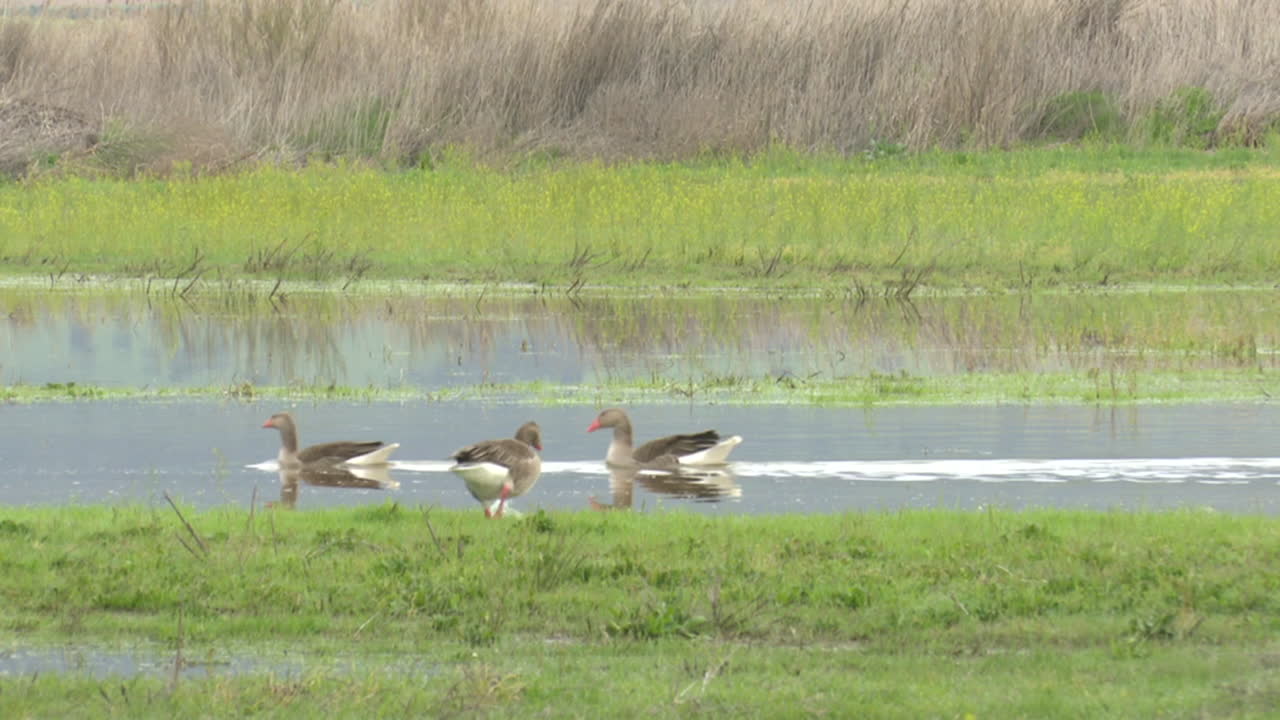 Geese in a Marsh