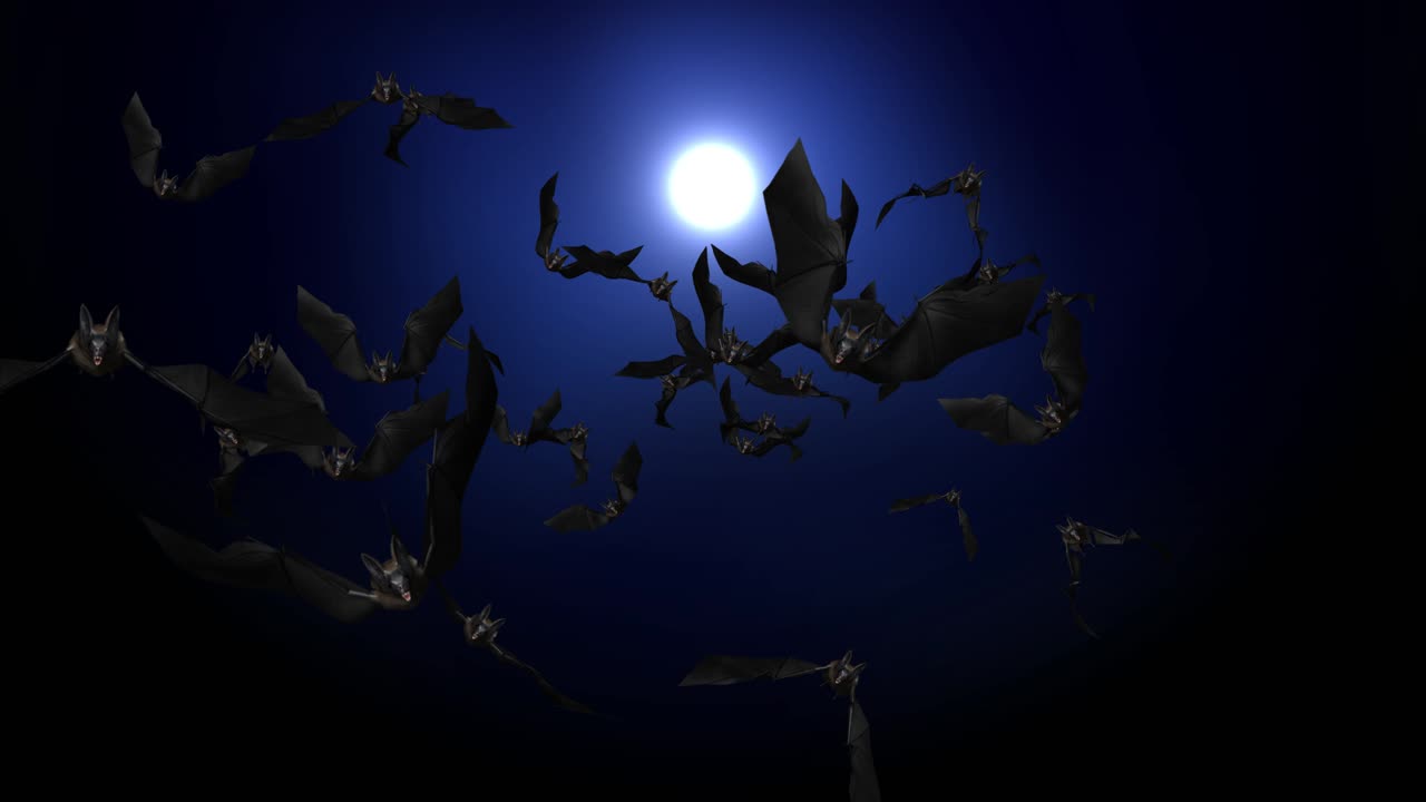 I pipistrelli che volano di notte