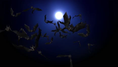 bats flying at night