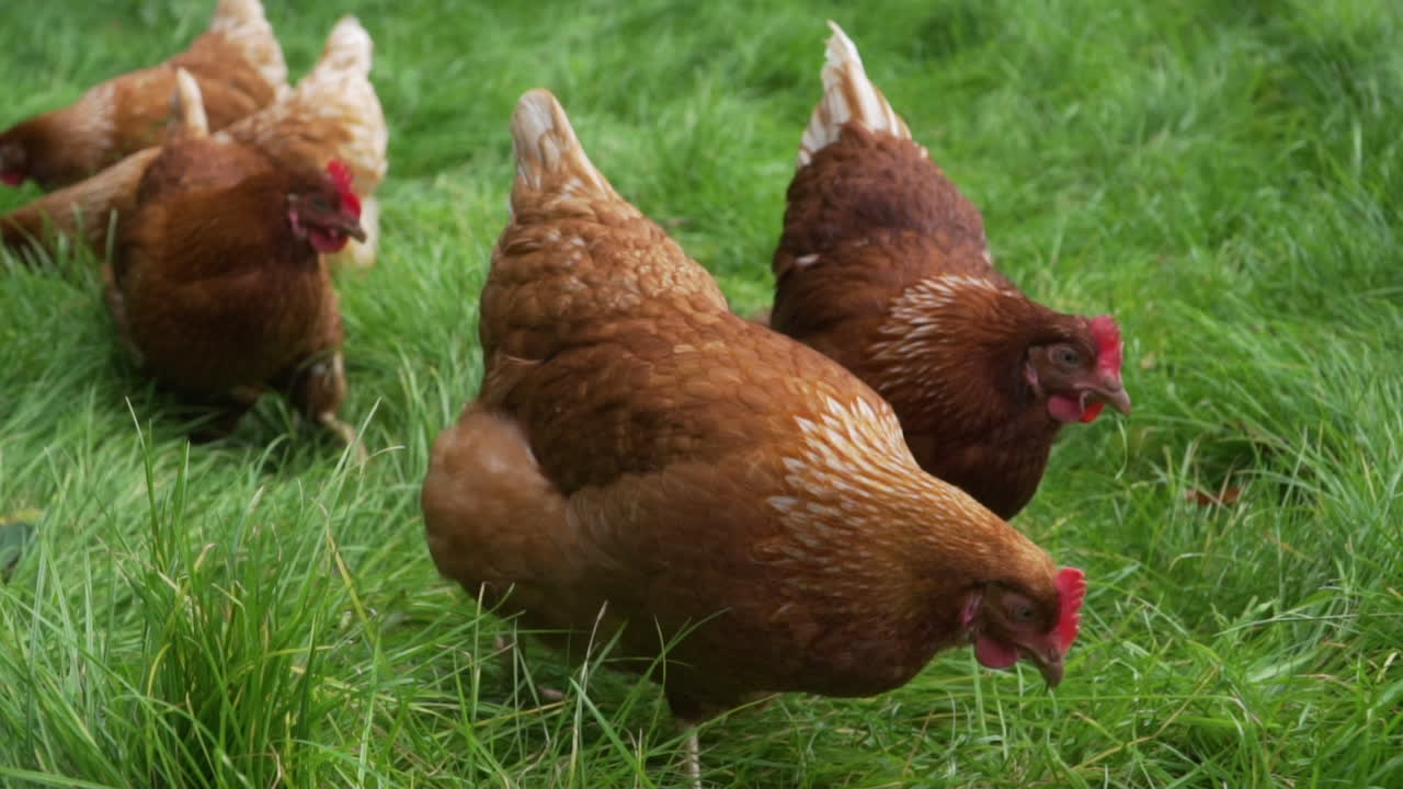 pollos a cámara lenta forrajeando y comiendo en pasto largo