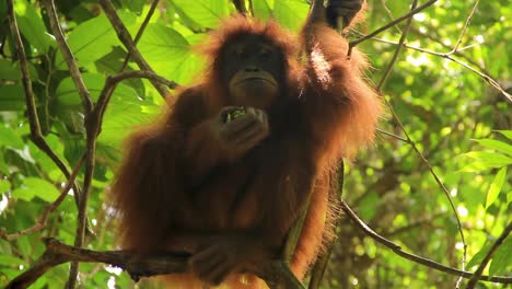 female youngster sumatran orangutan hanging above forest eating fruit - medium close up tracking shot