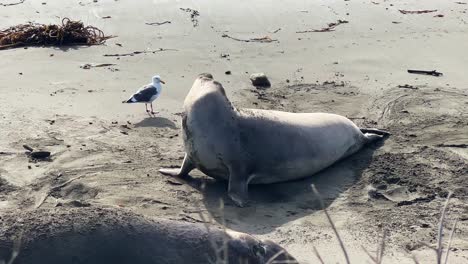 handheld wide booming down shot of an elephant seal mother warning off a seagull on the beach at piedras blancas in california's central coast. 4k