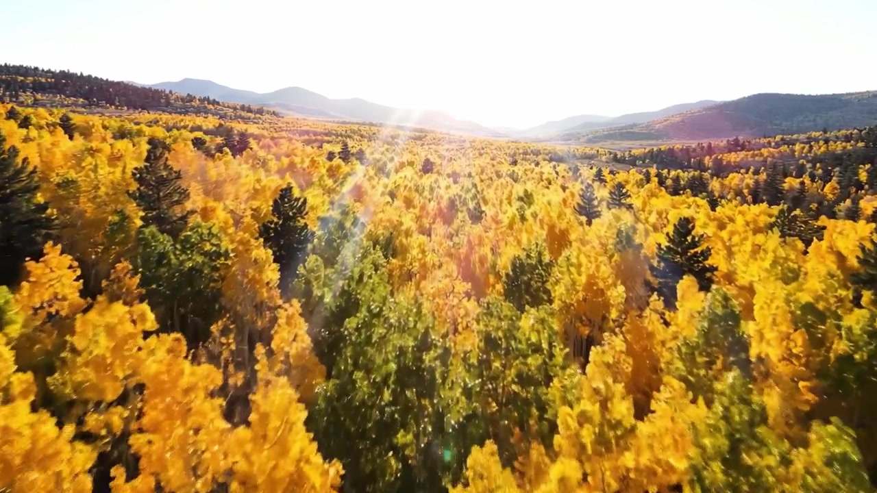 Luftaufnahme eines lebendigen Herbstwaldes: Goldene Blätter, gebadet in warmem Sonnenlicht, inmitten majestätischer Berglandschaft, die ein atemberaubendes Naturerlebnis schafft.