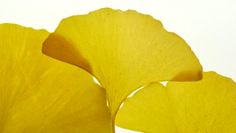 wave ginkgo leaf on a white light background