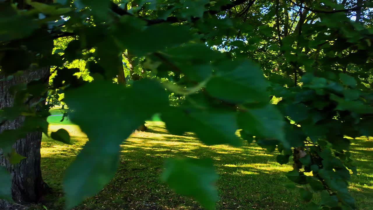Lush green foliage of trees illuminated by sunlight filtering through the trees