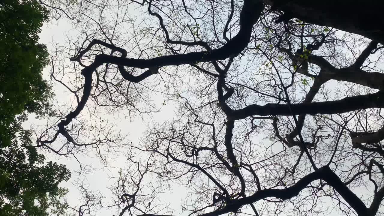 흔들리는 상향식 관점에서 캡처한 오래된 나무