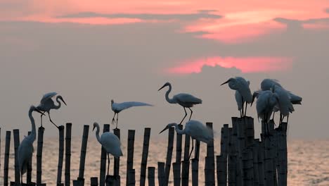 The-Great-Egret,-also-known-as-the-Common-Egret-or-the-Large-Egret