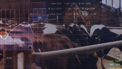 holstein cow standing behind metal rails in barn, showing animated farm data charts monitoring herd