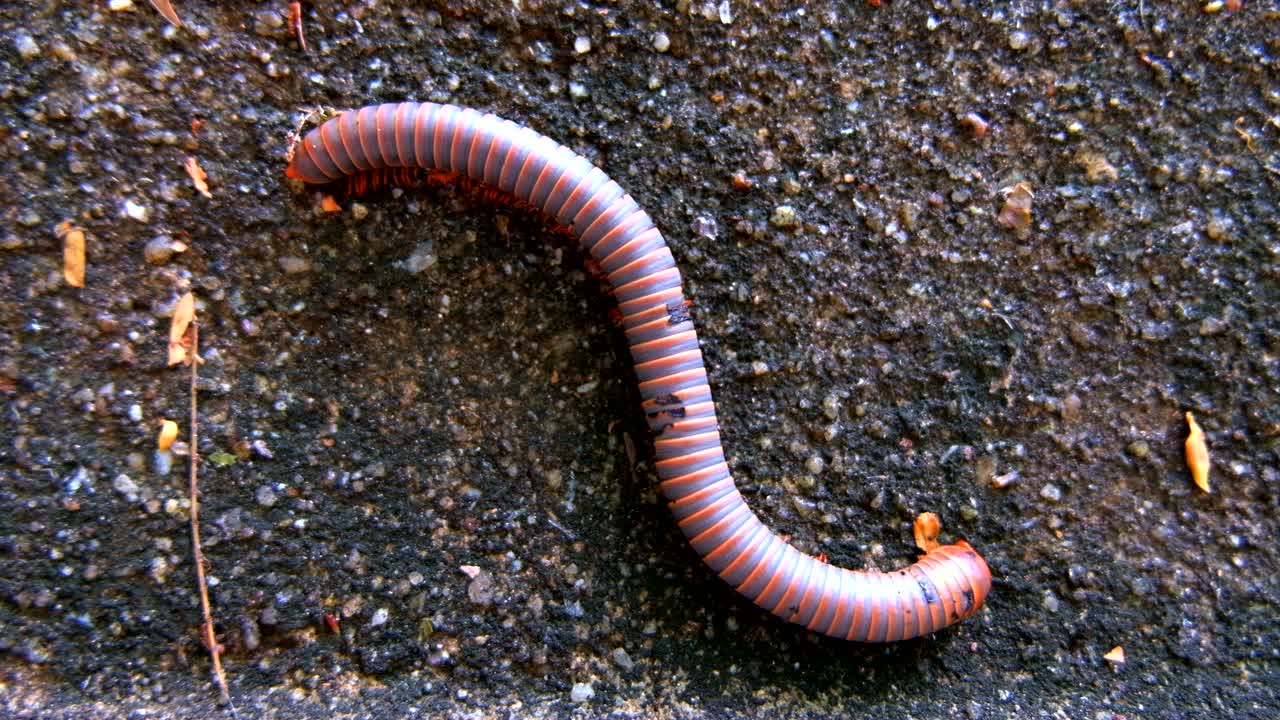 milpiés arrastrándose en primer plano en una pared de hormigón en la selva tropical de tailandia, video en 4k con espacio para copiar