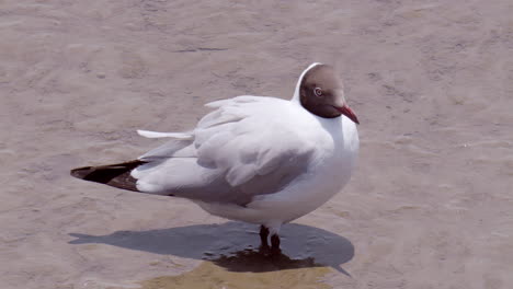 Standing-in-the-middle-of-a-muddy-estuarine-water,-a-black-headed-seagull,-Chroicocephalus-ridibundus-a-migratory-bird-stays-at-Bangphu-Recreation-Area-during-the-winter,-at-Samut-Prakan-in-Thailand