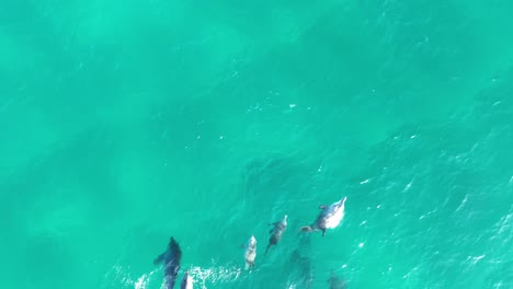 un grupo de delfines nadando en grandes grupos a través de las aguas azules de la isla de north stradbroke.