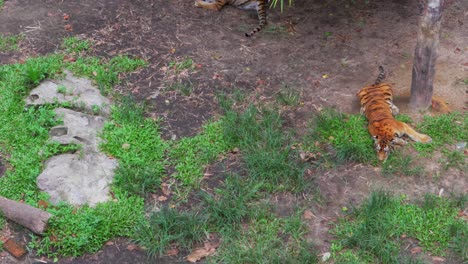 Cachorro-De-Tigre-Jugando-Con-Un-Hermano