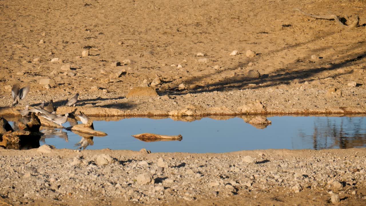 kgalagadi의 급수 구멍에서 물을 마시는 케이프 거북 비둘기 무리