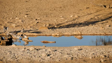 flock of cape turtledoves drink at watering hole in kgalagadi