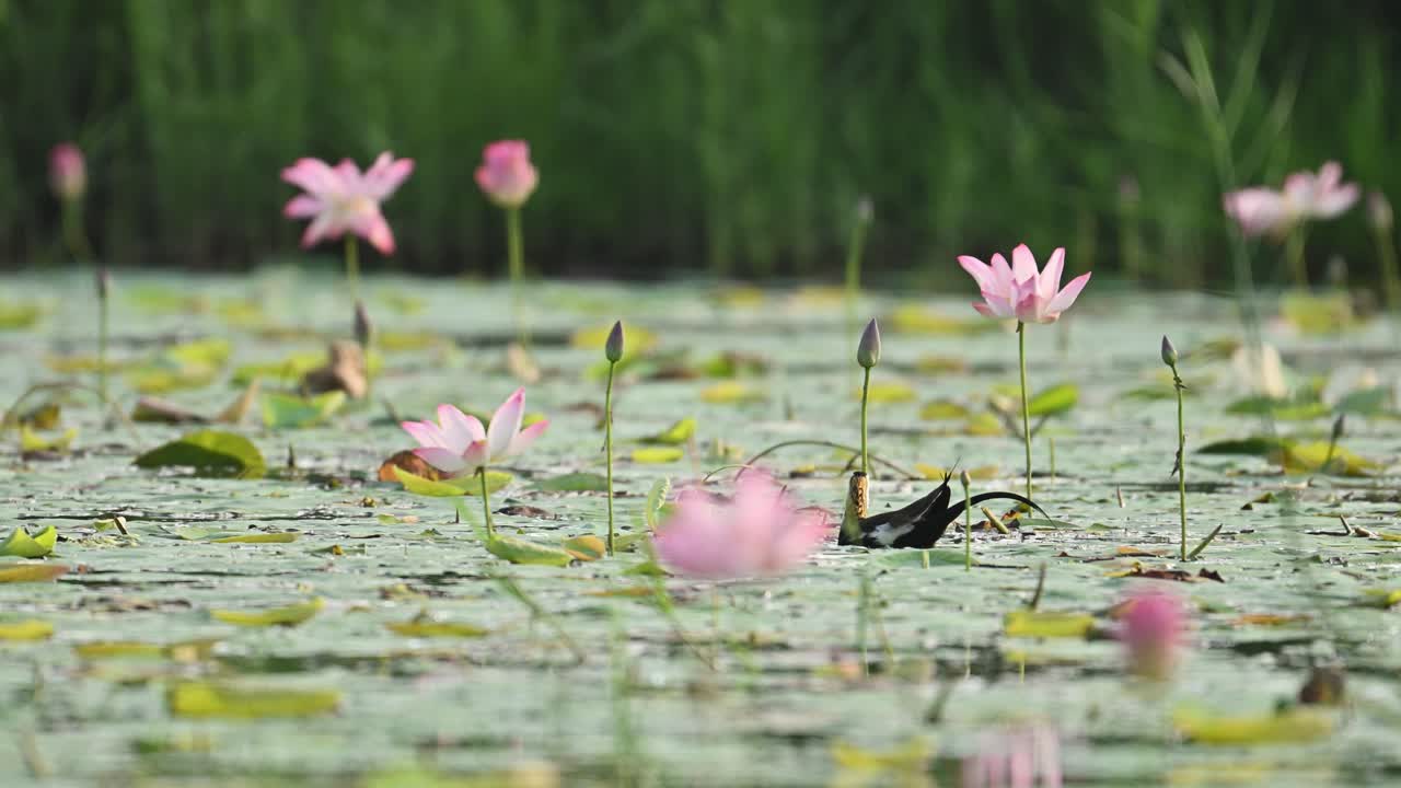 A Pheasant-tailed Jacana feeds gently among blooming pink lily flowers, beautifully backlit by natural morning light in a tranquil wetland scene