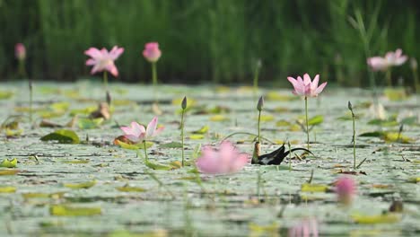 a pheasant-tailed jacana feeds gently among blooming pink lily flowers, beautifully backlit by natural morning light in a tranquil wetland scene