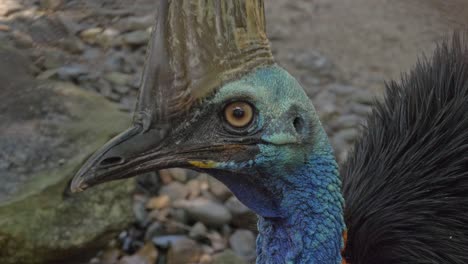 Close-Up-Detail-Of-A-Cassowary-Head