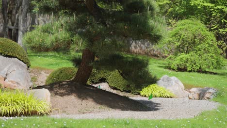 pine tree in the center of the japanese garden