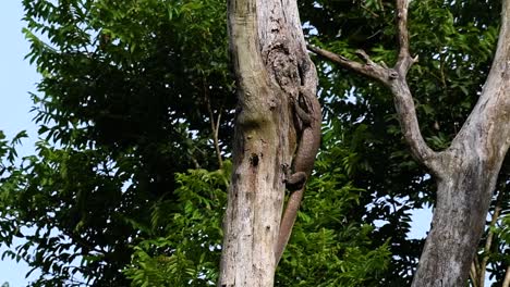 The-Clouded-Monitor-Lizard-is-found-in-Thailand-and-other-countries-in-Asia