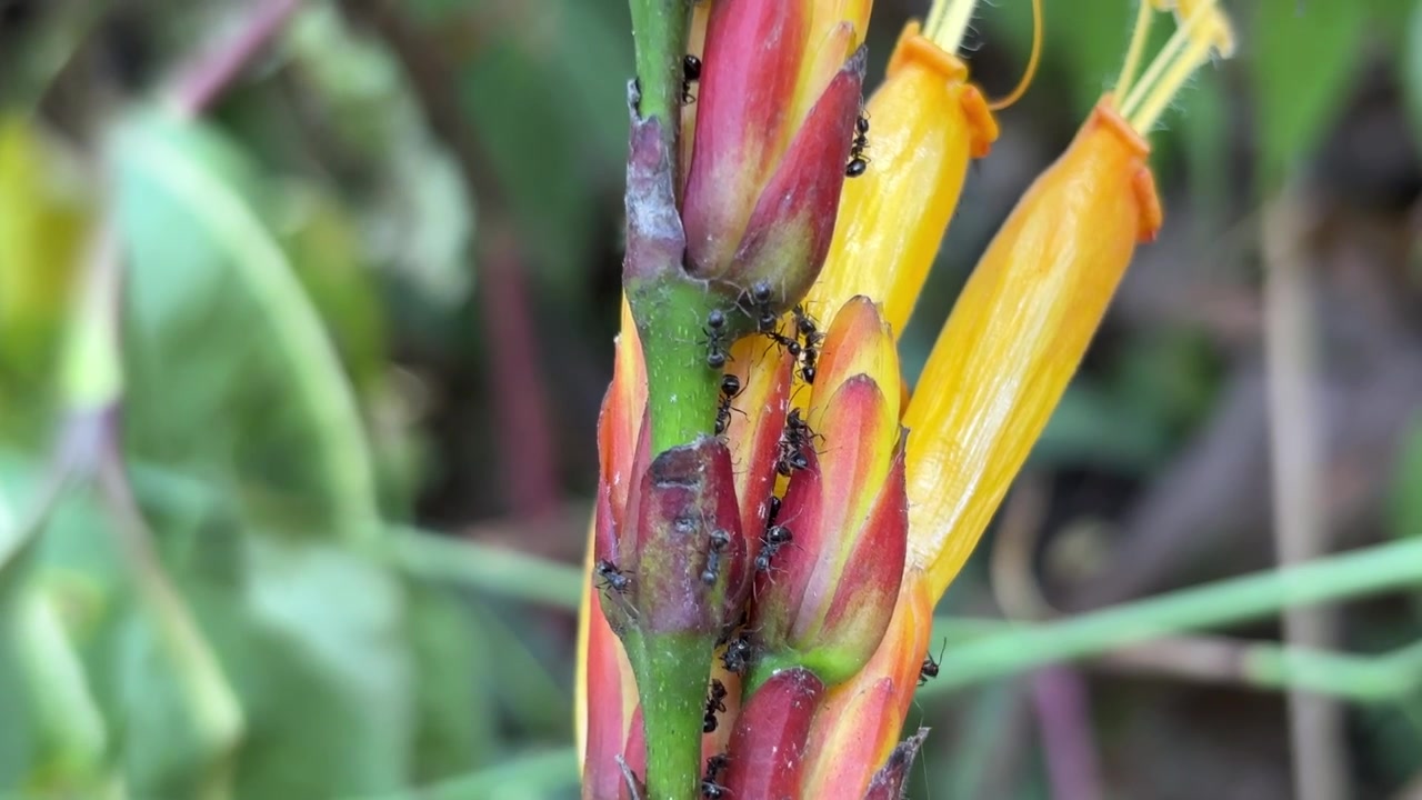 Colonia di formiche che strisciano su un vivace fiore tropicale