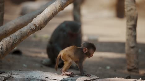 adorable rhesus macaque juvenile in a wildlife zoo habitat