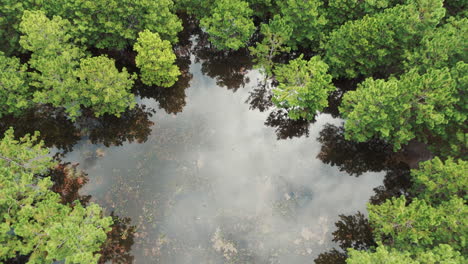 top-down image of a pine plantation with a crystal-clear lake in the midst