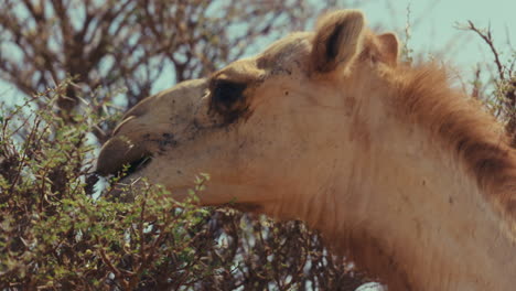 camel eating in desert