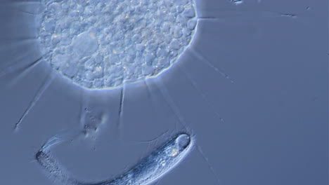 microscopic view of protozoa and cellular structures