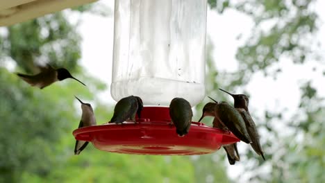 a hummingbird feeder filled with hummingbirds filmed in 4k at 60fps with stereo audio