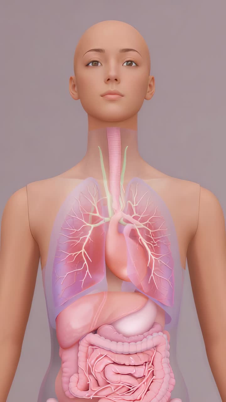 Video verticale: rendering in 3D con zoom della camera che inquadra una figura femminile su sfondo malva, mostrando i polmoni delle vie respiratorie e il cuore, con messa a fuoco sul torace