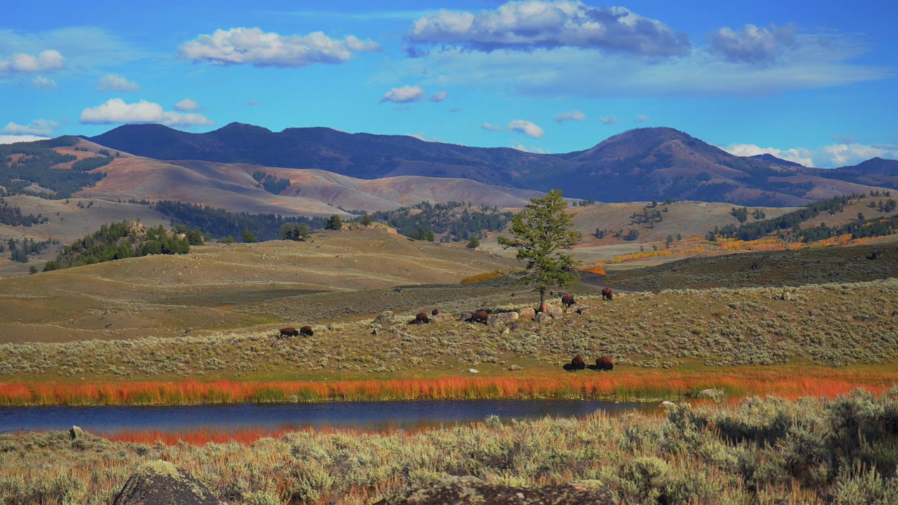 Bufalo selvatico e bisonte americano nel Parco Nazionale di Yellowstone, Wyoming. Abbeveratoio, il Serengeti d'America, animali selvatici. Mandrie al pascolo in autunno lungo il Fiume Lamar, ampie vedute, paesaggio naturale scenico.