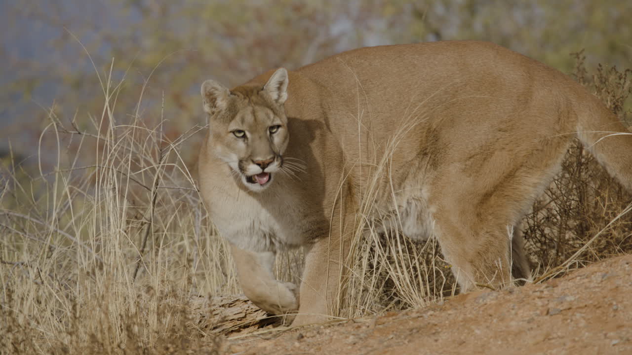 vrouwelijke bergleeuw die prooi in slow motion achtervolgt in een droog woestijnklimaat - in de stijl van een natuurdocumentaire