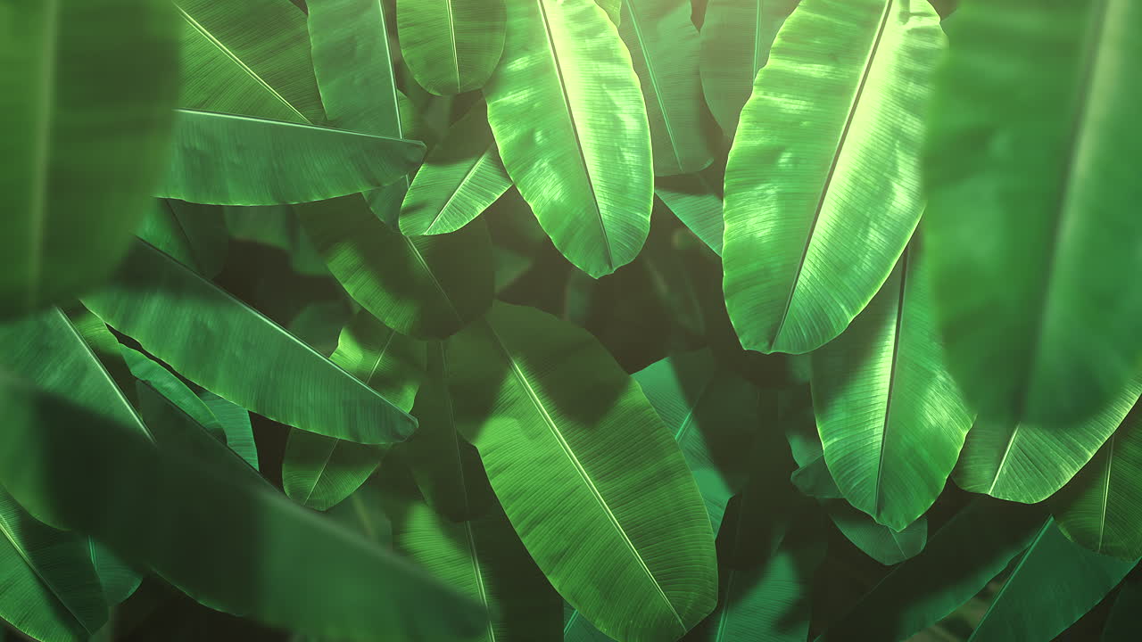 Closeup tropical leaf of trees with summer background 10