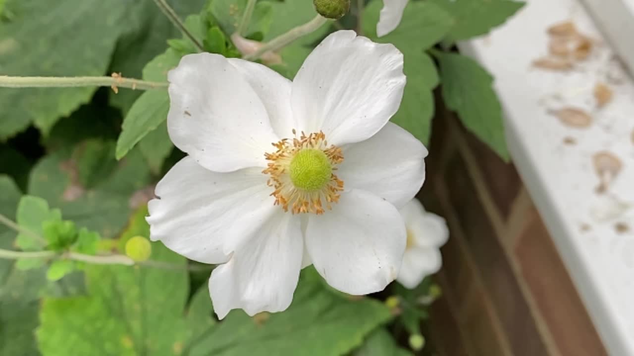 Closeup of a white anemone flower outside a window ledge
