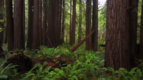redwood national and state parks redwoods forest mist fog rain aerial drone california usal beach giant sequoia tallest tree dense green foliage lost coast trail nature landscape backwards motion
