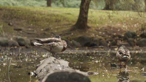 Patos-Durmiendo-En-Un-Estanque-Y-En-Un-Tronco