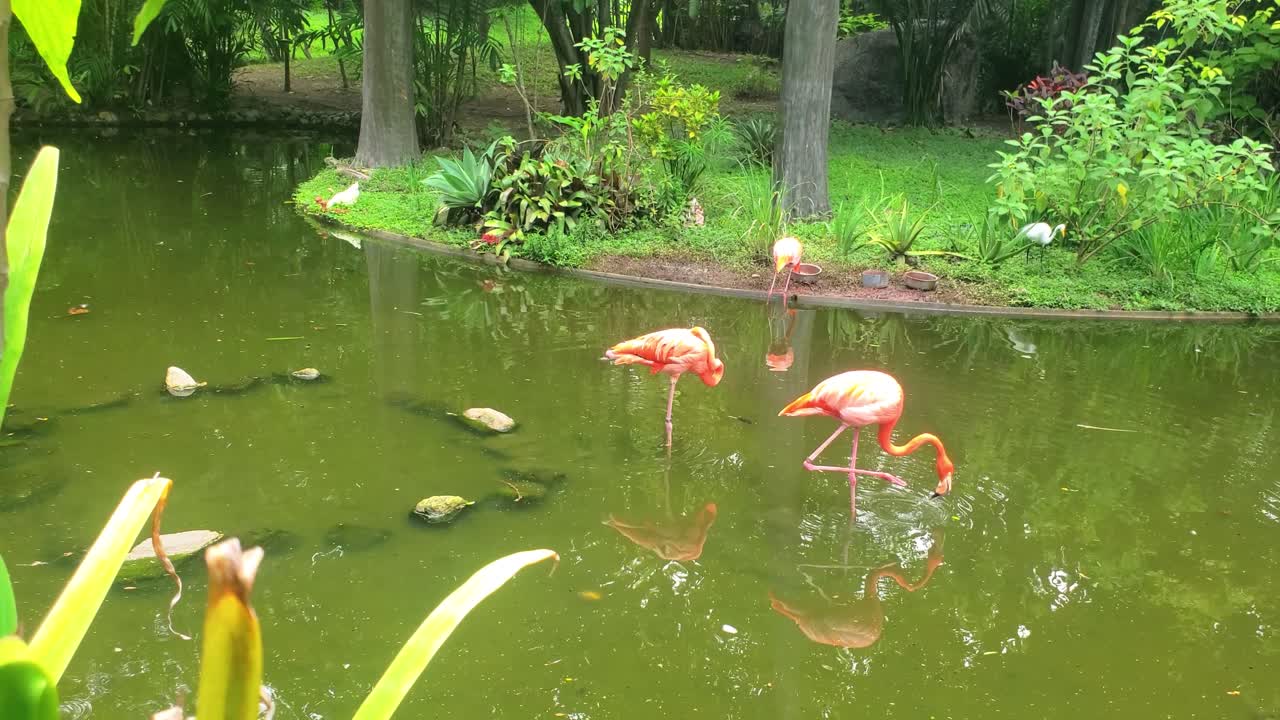 One flamingo is depicted with its head down, feeding, while others stands upright.. Lush green foliage, trees with tall, slender trunks and bushes, natural environment background. Peaceful wildlife