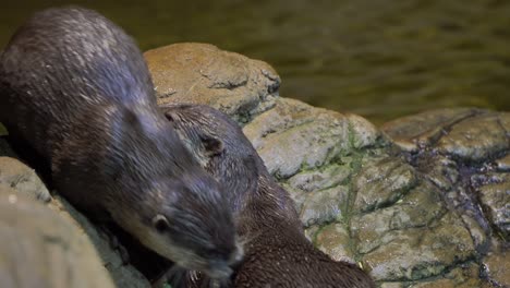 a close-up of playful otters licking each other's fur