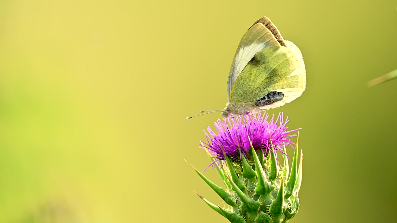The raw, atmospheric beauty of a spring morning is showcased in this professional-grade study of an insect in a sun-drenched meadow.