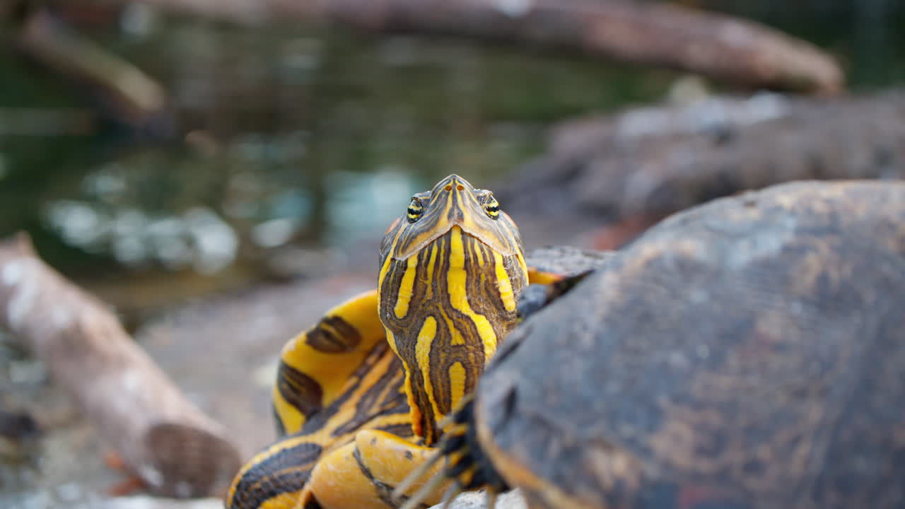 средиземноморская черепаха мигает