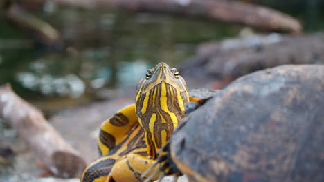 Mittelmeerschildkröte-Blinkt