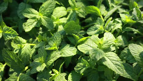 fresh mint leaves