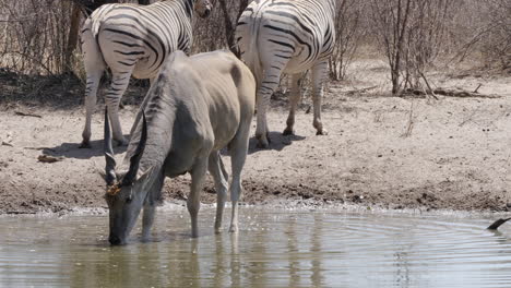 Un-Antílope-Eland-Del-Sur-Bebe-De-Un-Abrevadero-En-Botswana,-Cebras-En-El-Fondo