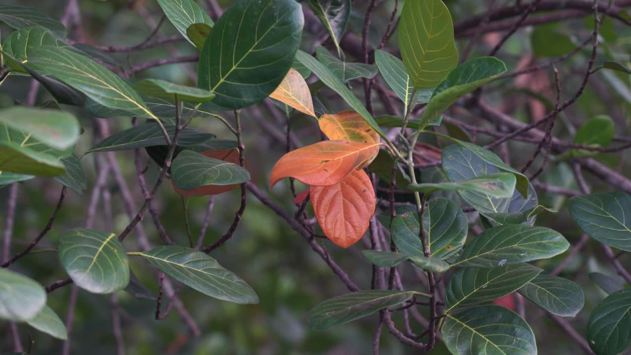 hojas del árbol de jaca en el viento